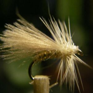 sedge CDC 1 (gris clair)