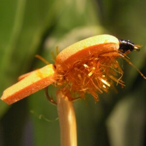 Alevin flottant orange