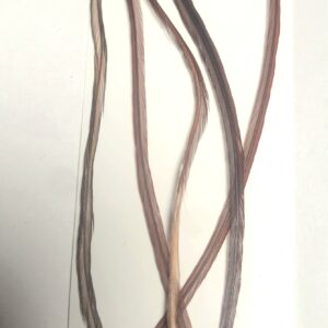 Lancettes de coq Brown