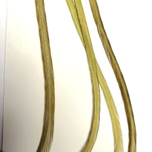 Lancettes de coq Olive