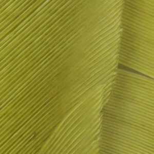 Plumes de Dinde - Turkey Biot Quills HARELINE - Lt Olive