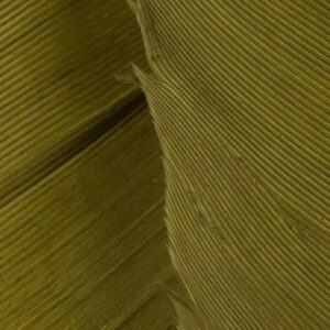 Plumes de Dinde - Turkey Biot Quills HARELINE - Olive