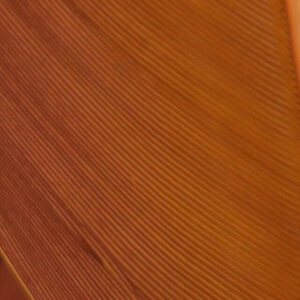 Plumes de Dinde - Turkey Biot Quills HARELINE - Rusty Spinner