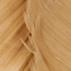 Plumes de Dinde - Turkey Biot Quills HARELINE - Callibaetis