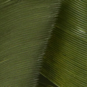 Plumes de Dinde - Turkey Biot Quills HARELINE - Dark Olive